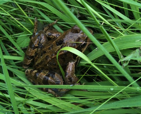 Frog in long grass